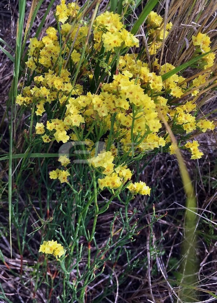 黄花补血草