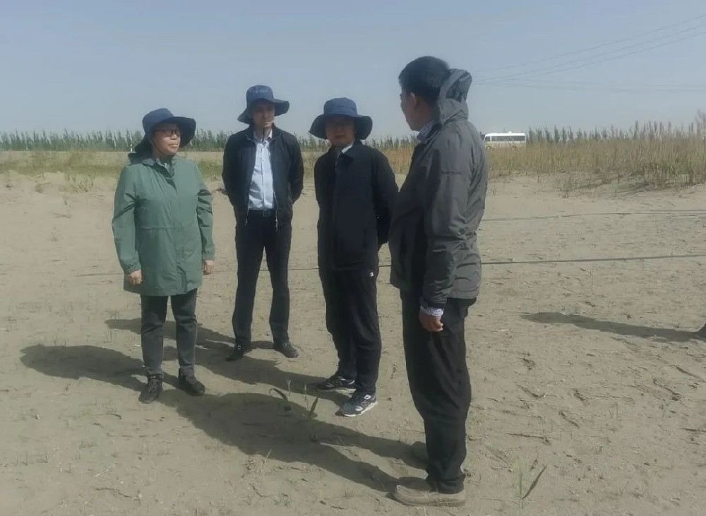 中国科学院曹晨风院士五一期间，不辞劳累，亲临领导“田菁”在戈壁盐碱地种植