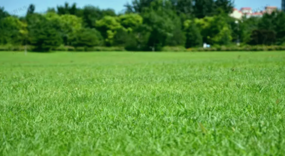 草坪选种纠结症？这款「绅士」黑麦草，让养护变轻松！